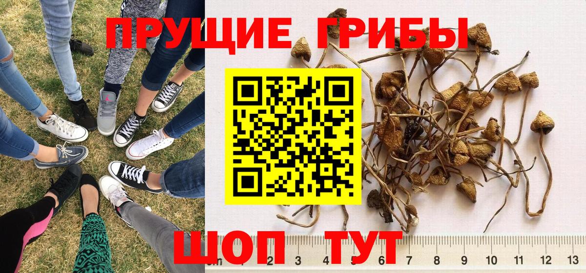 Феодосия  где можно купить   Вход с VPN  Псилоцибиновые грибы Psilocybine cubensis 